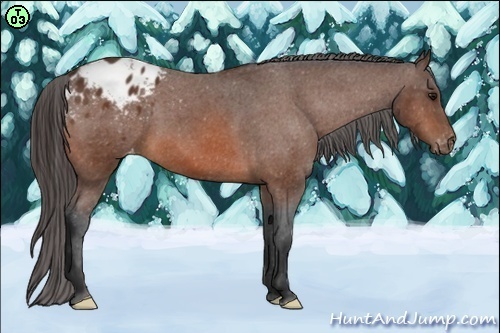 Horse Color:Bay Appaloosa 