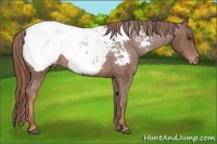 Horse Color:Chestnut Snowcap