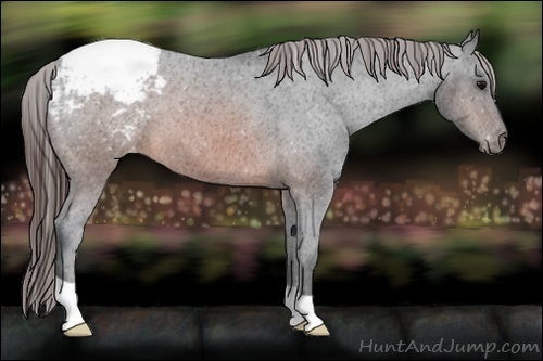 Horse Color:Brown Appaloosa 