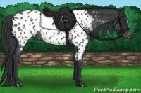 Horse Color:Black Appaloosa Rabicano