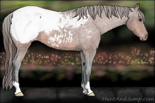 Horse Color:Bay Appaloosa 