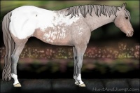 Horse Color:Bay Snowcap 