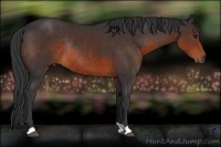 Horse Color:Brown Rabicano