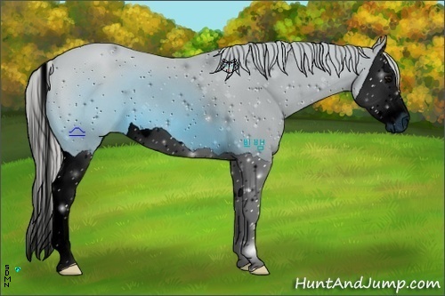 Horse Color:ERROR: UNKNOWN ANOMALY
