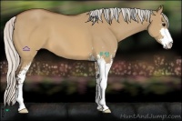 Horse Color:Silver Brown Dun Sabino 
