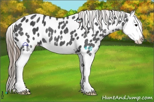 Horse Color:Smoky Black Splash Near Leopard