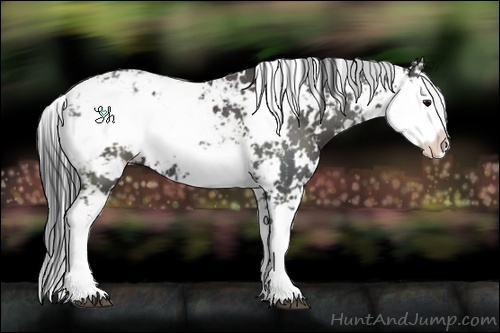 Horse Color:Black Sabino 