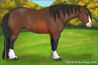 Horse Color:Bay Splash Rabicano
