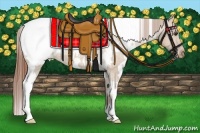 Horse Color:White Spotted Red Dun Appaloosa 