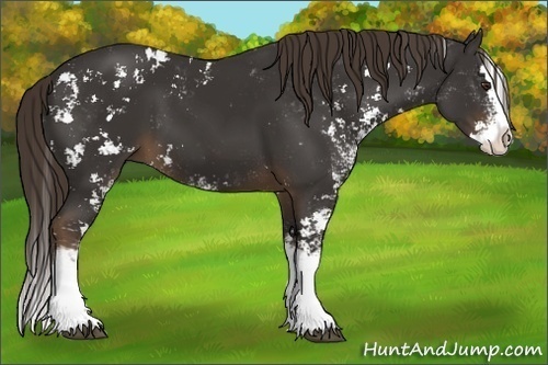 Horse Color:Liver Chestnut Sabino Splash 