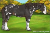 Horse Color:Liver Chestnut Sabino Splash