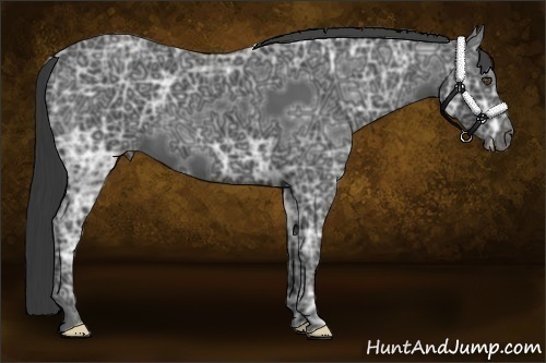 Horse Color:Black Ice Frame 
