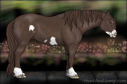 Horse Color:Liver Chestnut Frame 