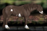 Horse Color:Liver Chestnut Frame 