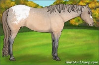 Horse Color:Buckskin Varnish