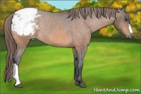 Horse Color:Buckskin Appaloosa Rabicano