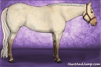 Horse Color:Silver Bay Roan Dun 