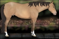 Horse Color:Amber Champagne