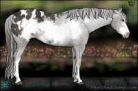 Horse Color:Liver Chestnut Frame Appaloosa Rabicano 