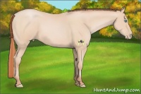 Horse Color:Buckskin Pearl 