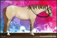 Horse Color:Bay Pearl Dun