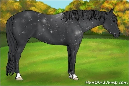 Horse Color:Black 