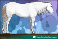 Horse Color:White Spotted Brown Sabino Splash Appaloosa 
