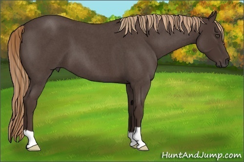 Horse Color:Liver Red Roan 
