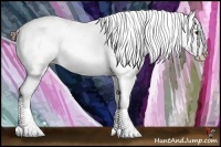 Horse Color:Bay Splash Appaloosa 