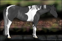 Horse Color:Smoky Black Tobiano Rabicano 