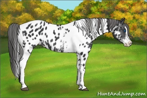 Horse Color:White Spotted Black Splash Tobiano Frame Appaloosa 