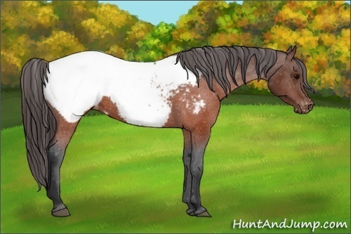 Horse Color:Brown Appaloosa 