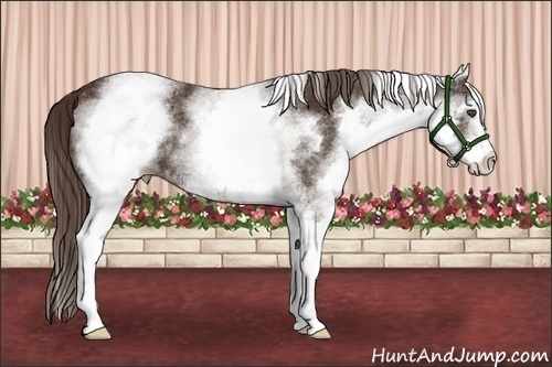 Horse Color:White Spotted Liver Chestnut 