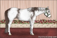 Horse Color:White Spotted Liver Chestnut 