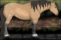 Horse Color:Buckskin Rabicano