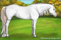 Horse Color:Chestnut Appaloosa 