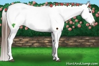 Horse Color:White Spotted Liver Chestnut Splash Appaloosa 