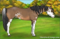 Horse Color:Buckskin Sabino 