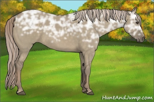 Horse Color:Chocolate Palomino Ice Dun Sabino 