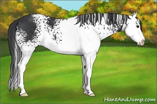 Horse Color:White Spotted Black Sabino Splash