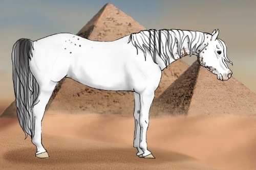 Horse Color:White Spotted Bay
