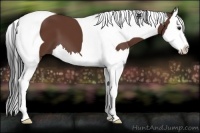 Horse Color:Bay Splash Tobiano