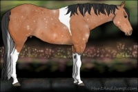 Horse Color:Bay Tobiano 