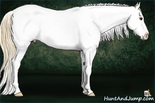 Horse Color:White Spotted Chestnut Sabino Varnish Rabicano