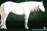 Horse Color:White Spotted Chestnut Sabino Appaloosa Rabicano