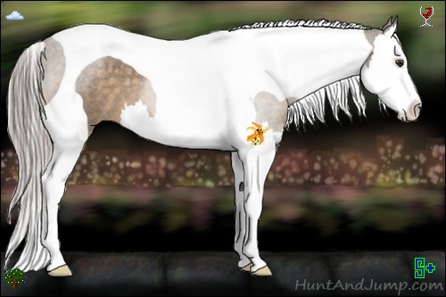Horse Color:Chocolate Palomino Roan Splash Tobiano