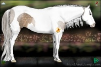 Horse Color:Chocolate Palomino Roan Splash Tobiano