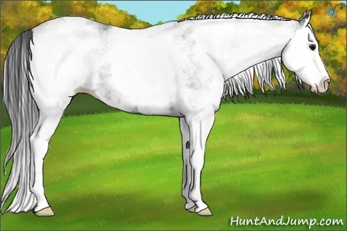 Horse Color:White Spotted Black Splash 