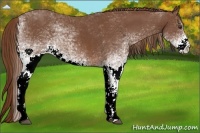 Horse Color:White Spotted Chestnut 