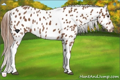 Horse Color:Chestnut Tobiano Near Leopard 